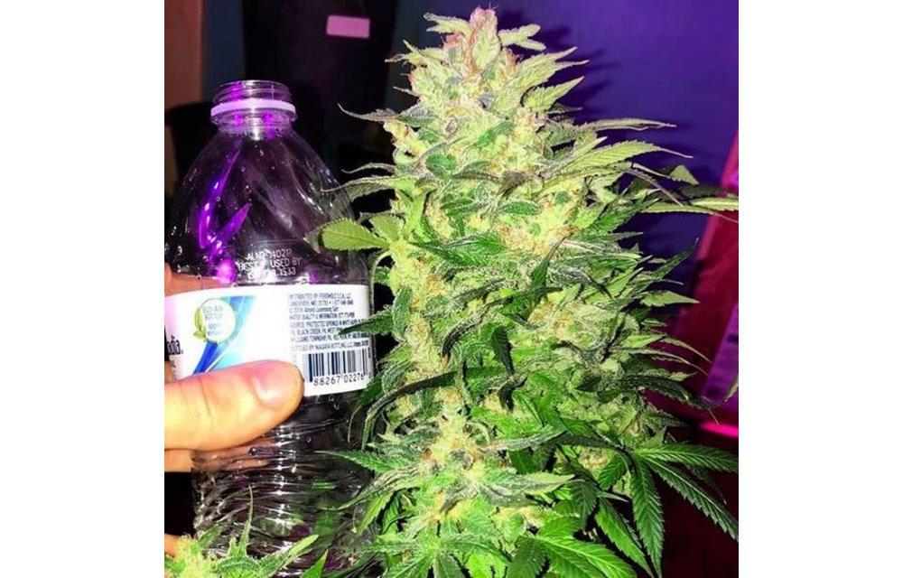 Pink Lemonade Reg 10 pk