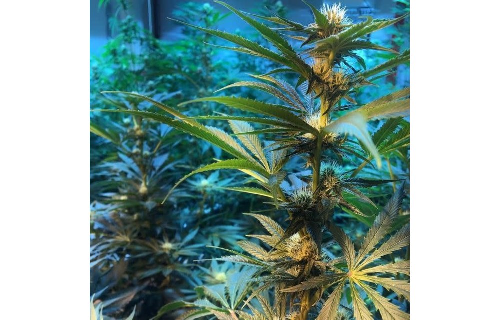 Sunshine Kush Reg 10 pk