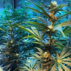 Products tagged with Kush