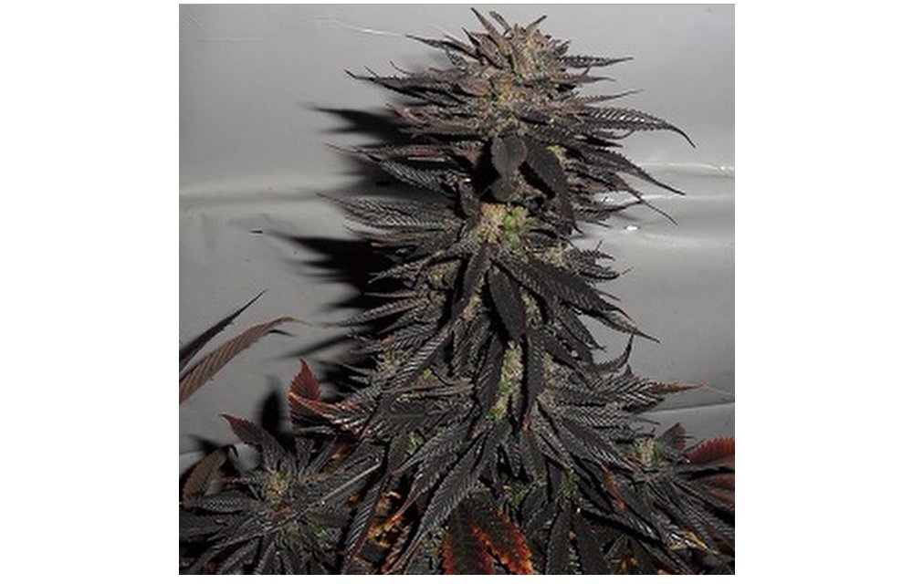 Pineapple Purple Skunk Reg 10 pk