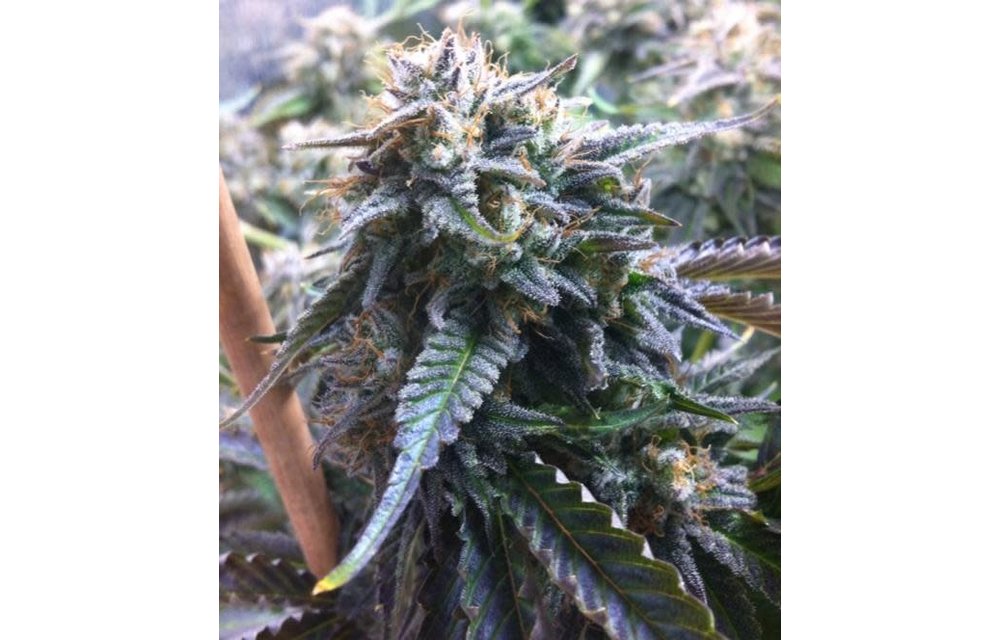 CB Diesel Reg 10 pk