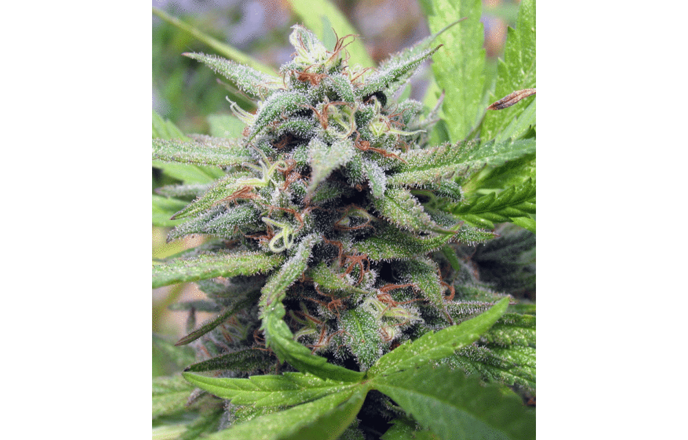 Cheese Bomb Reg 10 pk