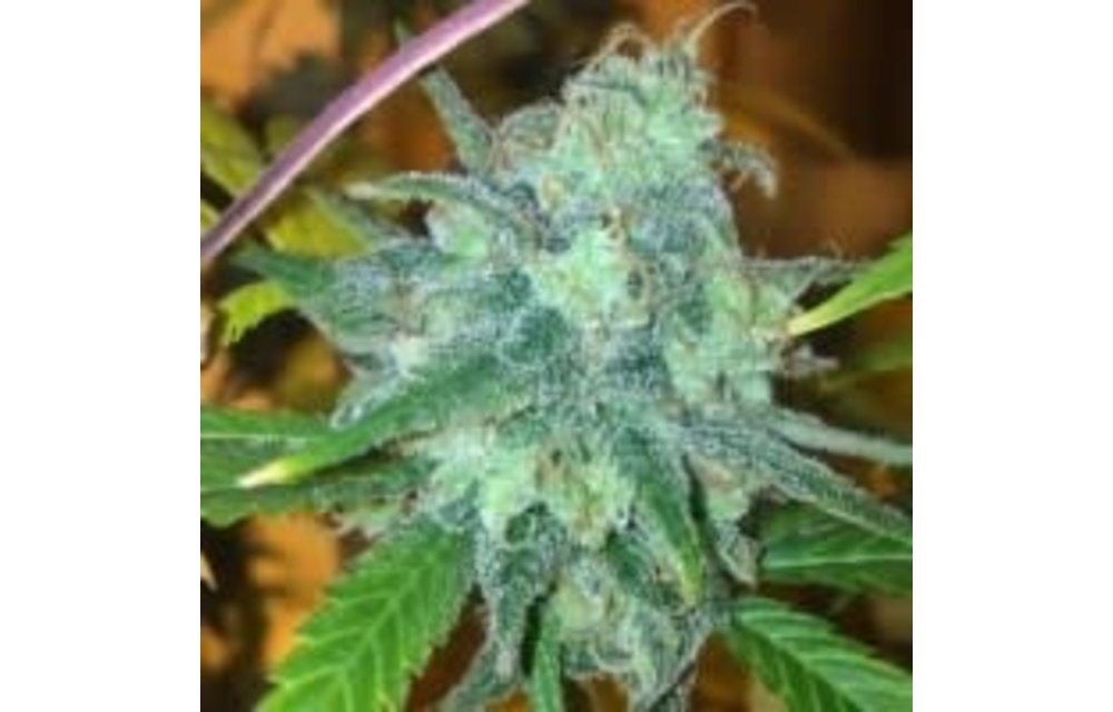 Chem Jack Reg 10 pk