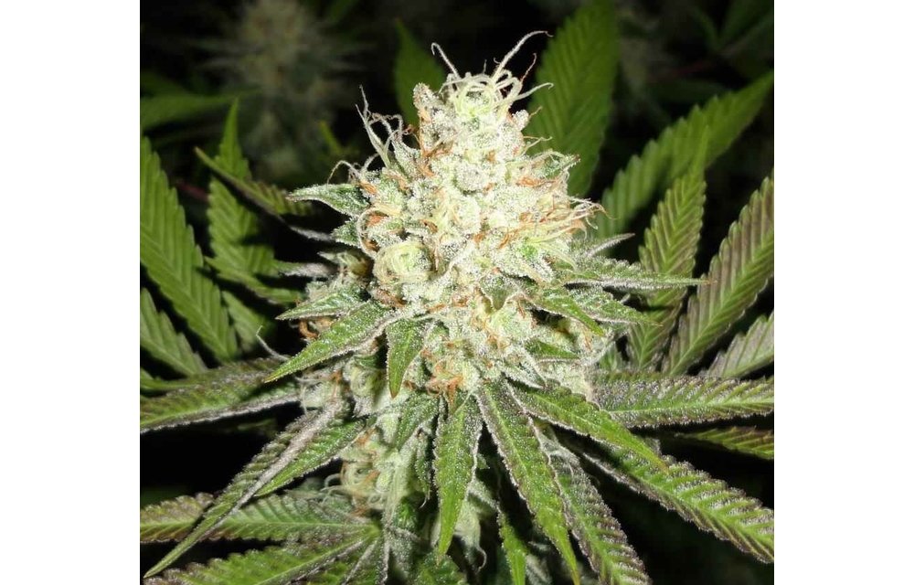 Cherry OG Reg 10 pk