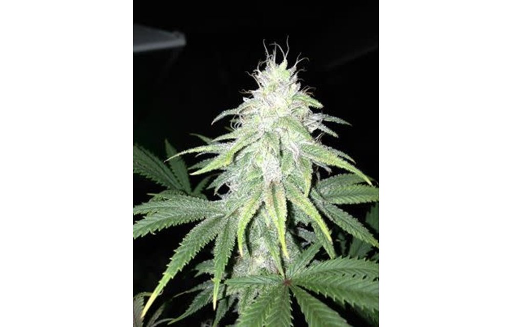 Cosmic Charlie Reg 10 pk