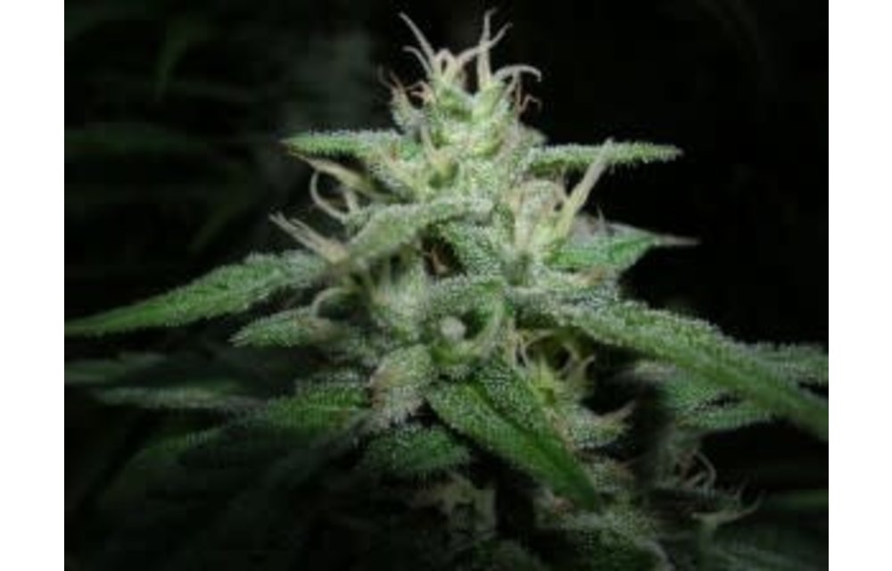Cosmic Charlie Reg 10 pk