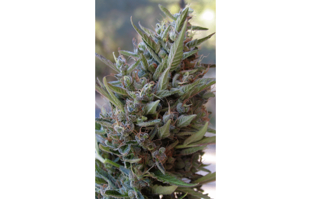 Covelo Sour Diesel Reg 10 pk