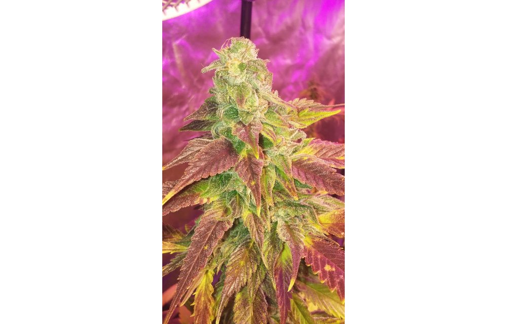 Dragon Berry Reg 10 pk