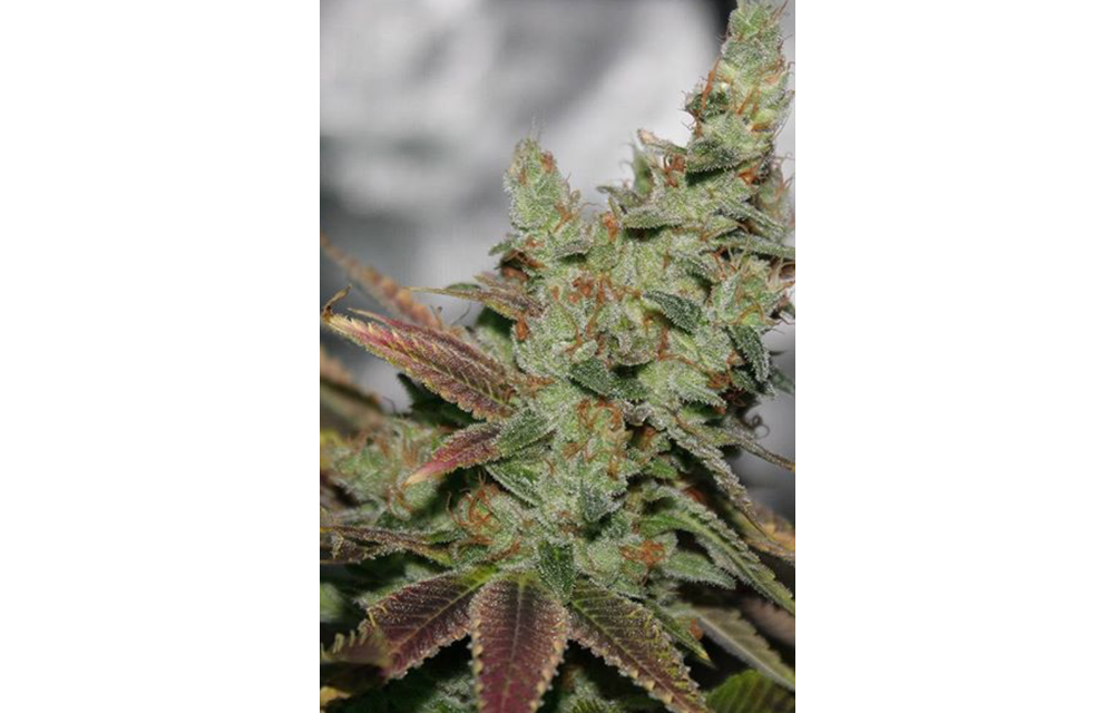 Invader Kush Reg 10 pk