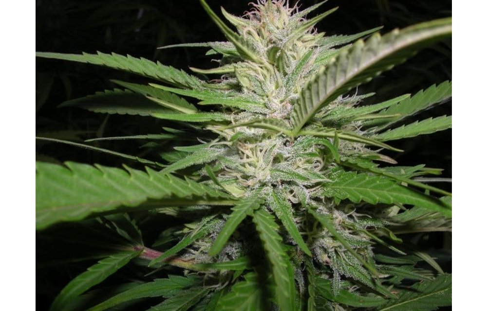 Kingston Confidential Reg 10 pk