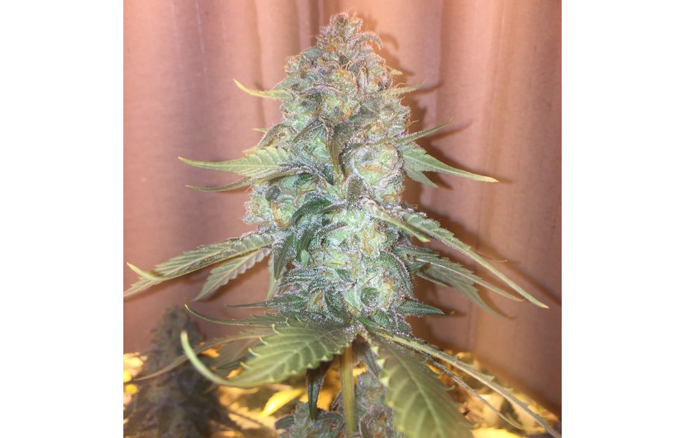 Orange Creamsicle Reg 10 pk
