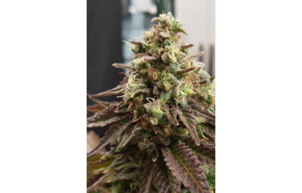 Prezidential 1.2 Reg 10 pk