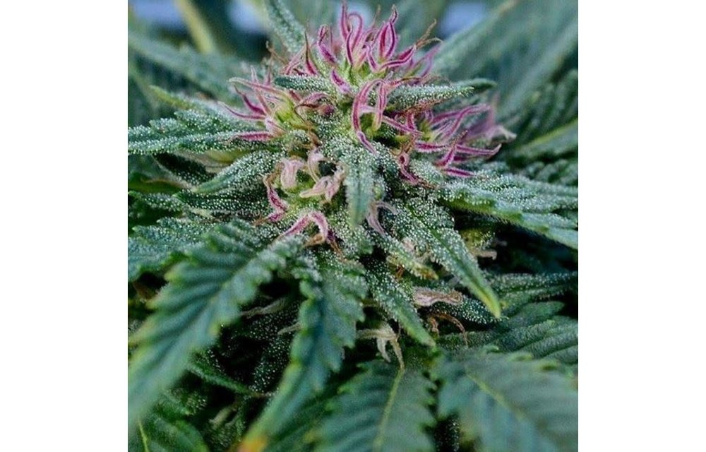 CBD+G OG Reg 5 pk