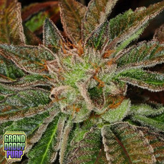 Products tagged with Kush