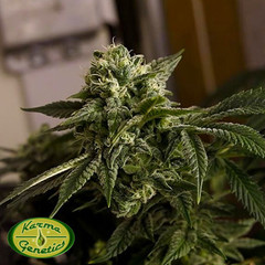 Products tagged with Kush