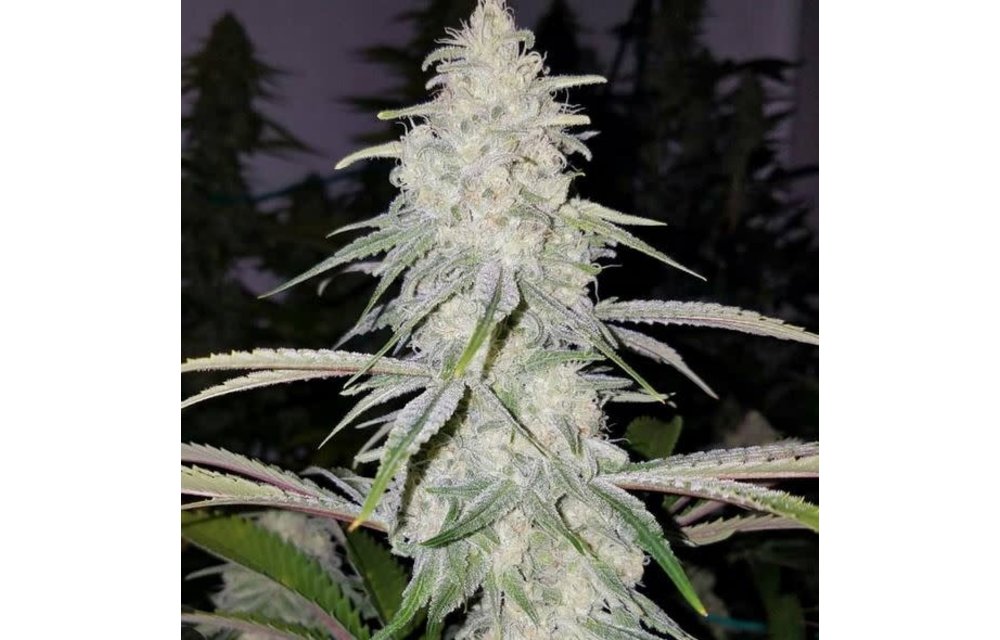 Cherry Gorilla F2 Reg 10 pk