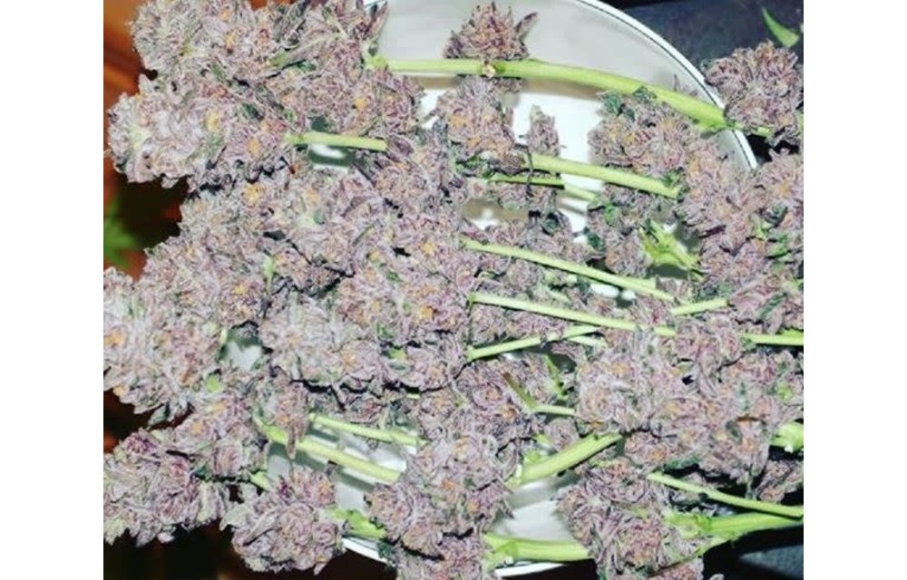 Cherry Gorilla F2 Reg 10 pk