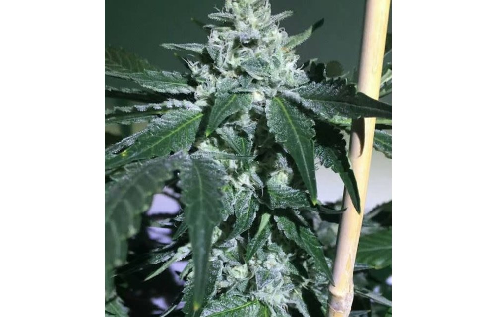 CookieFI IX Reg 10 pk