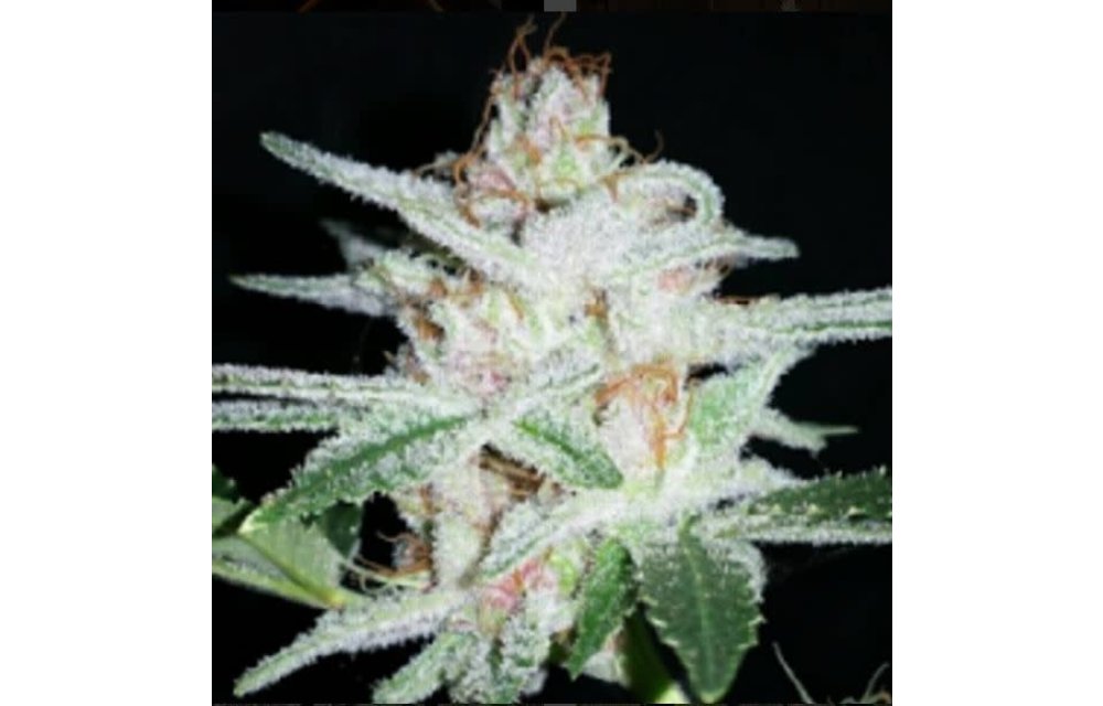 Hulk OG Reg 10 pk