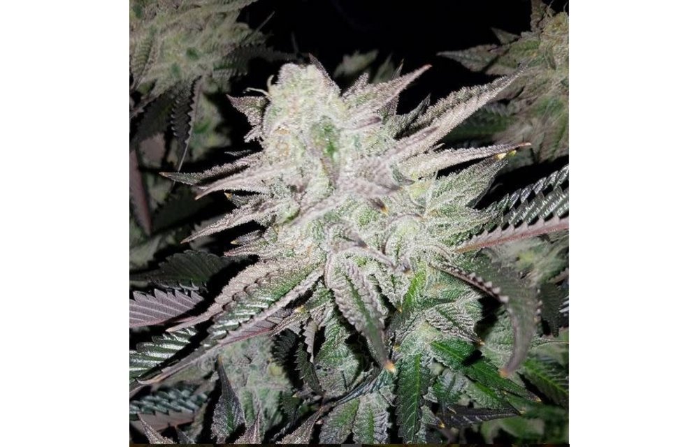 LA Platina Fem 10 pk