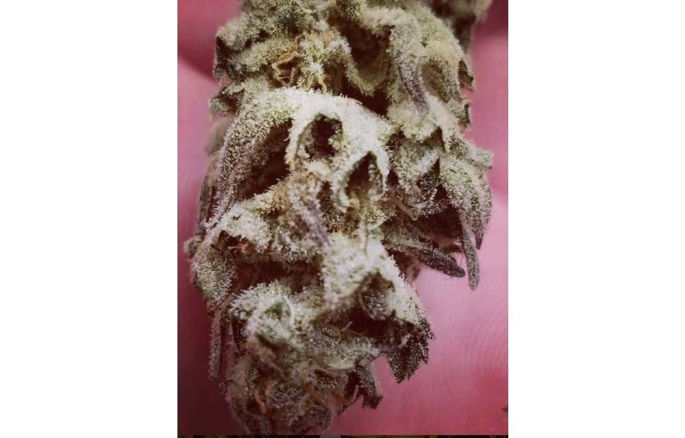 LA Platina Fem 10 pk