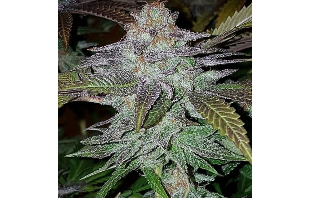 Mother of All Cherries Reg 10 pk