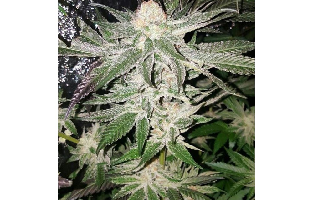 Mother of All Cherries Reg 10 pk