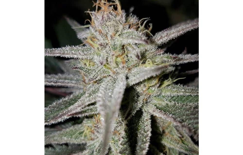 Newberry Crunch Fem 10 pk
