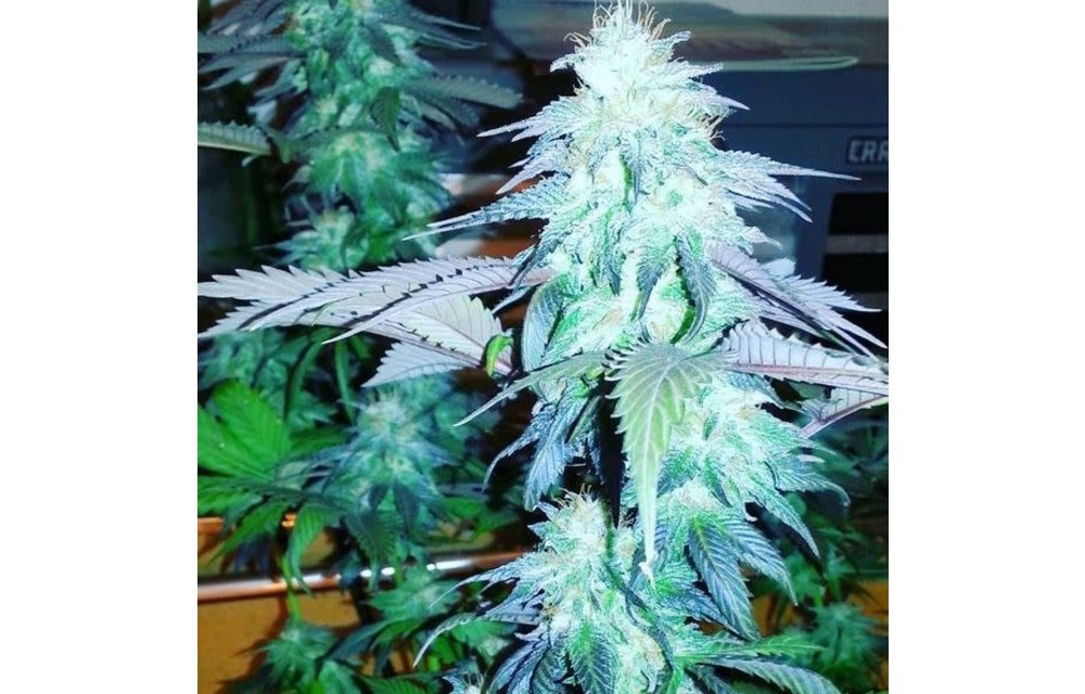 Newberry Crunch Fem 10 pk