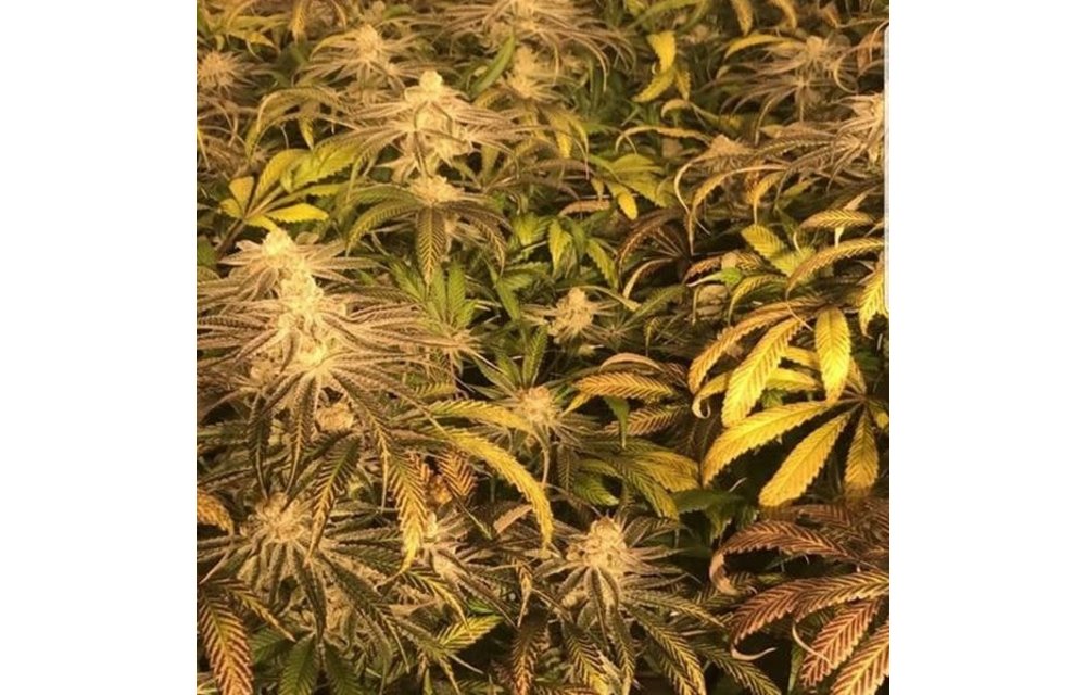Platinum Punch Fem 10 pk