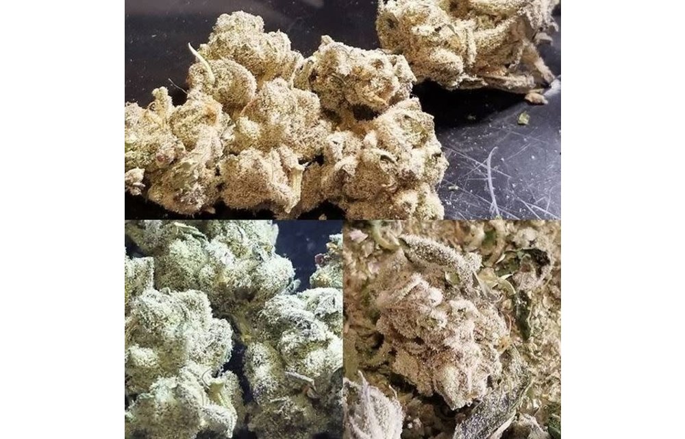 Platinum Punch Fem 10 pk