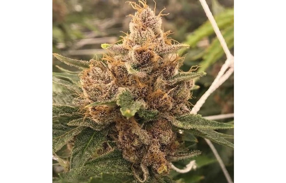 Purple Cactus Reg 10 pk