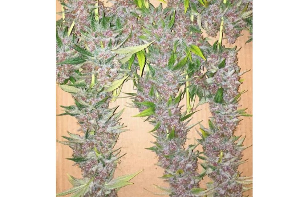 Purple Cactus Reg 10 pk