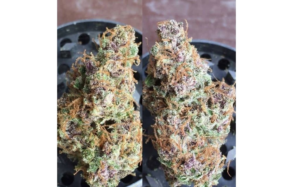 Purple Cactus Reg 10 pk