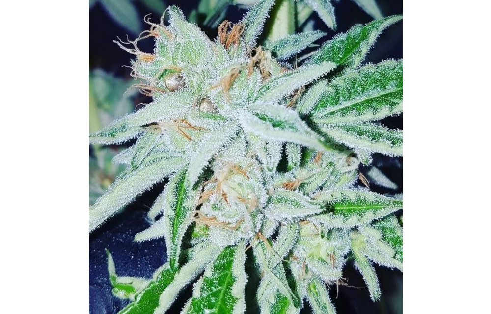 Sour Punch Fem 10 pk