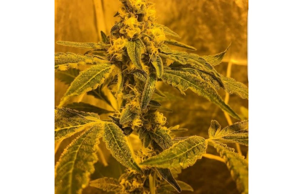 Wild Cherry Cookies Reg 10 pk