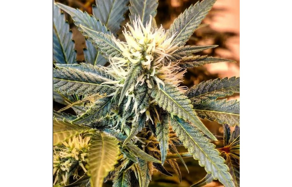 Hawaiian Husky Reg 6 pk