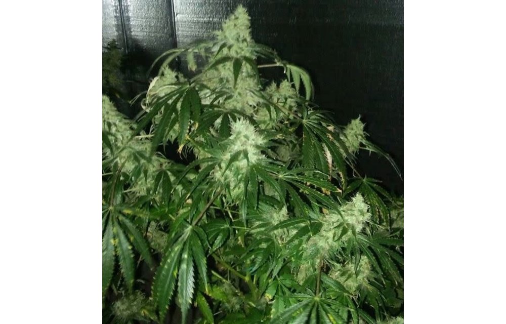 Bubble Queen Reg 13 pk