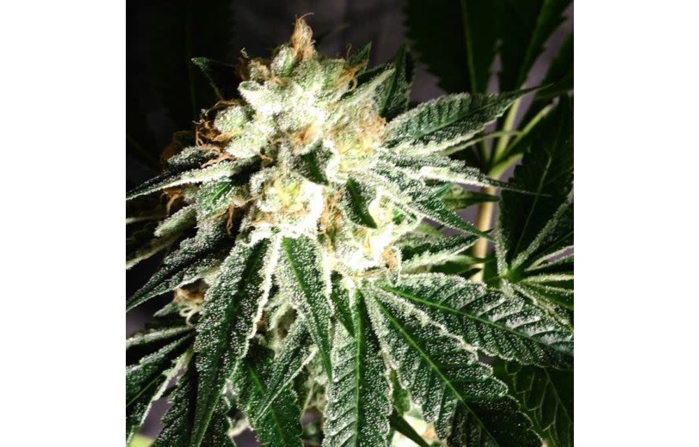 Chem 91 Reg 12 pk