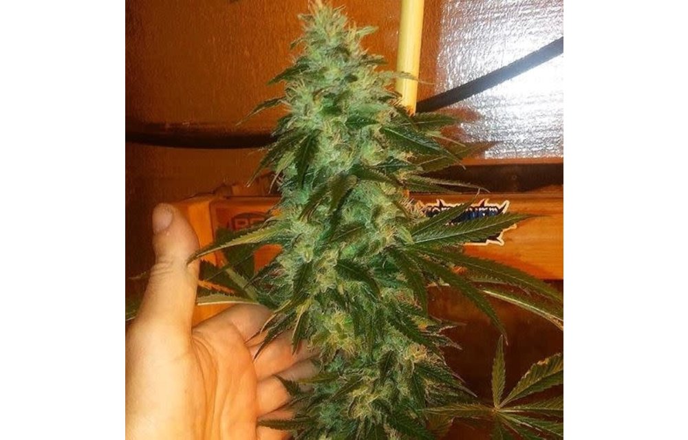 Deep 6 Reg 11 pk