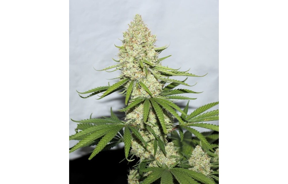 Grapefruit Badass Reg 12 pk