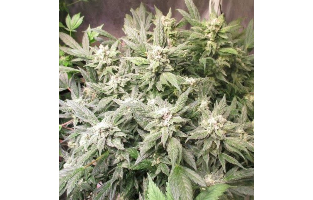 Guerilla Cookies 12 pk