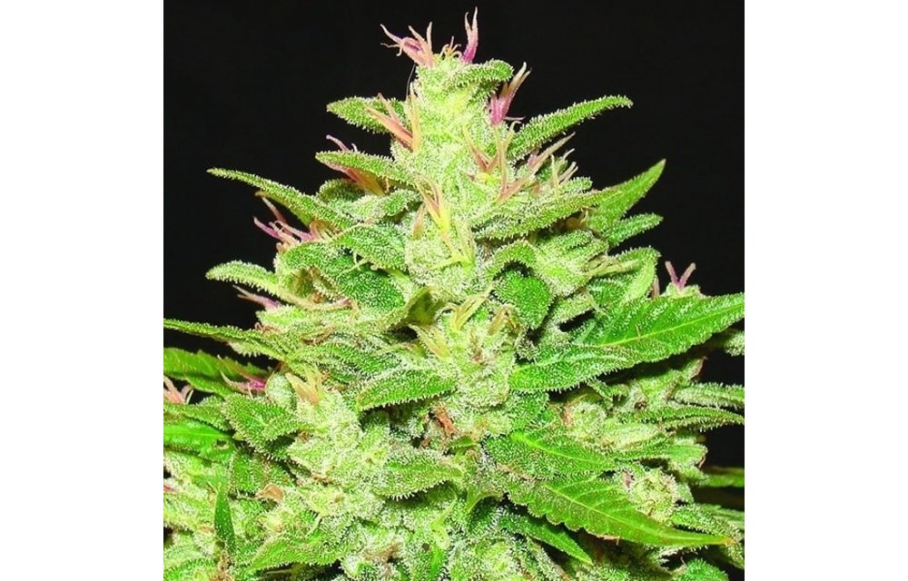 Auto Kush Auto-Fem 5 pk