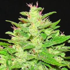 Products tagged with Kush