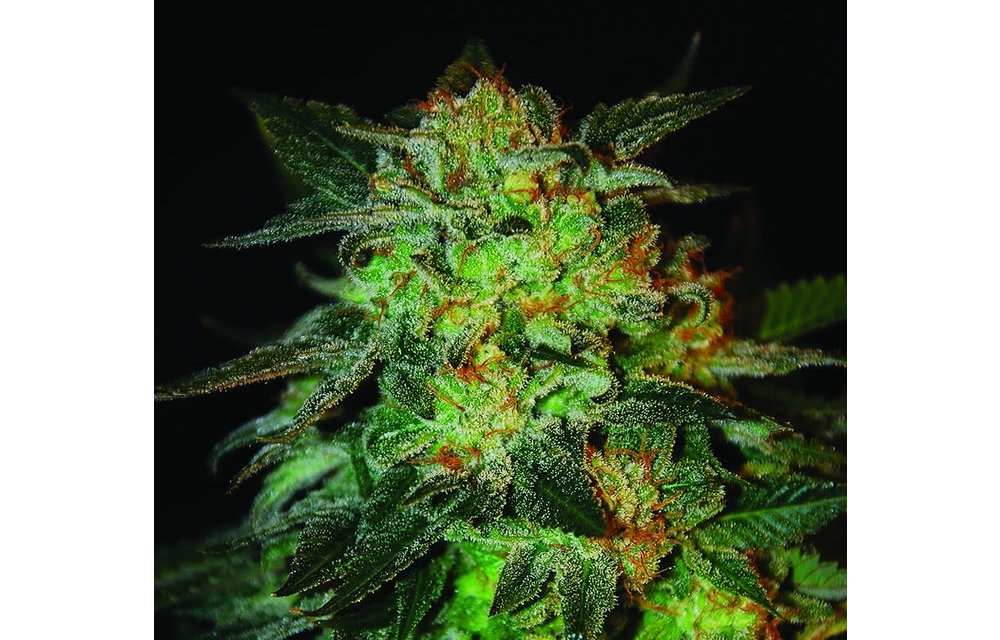 Expert 47 Fem 5 pk