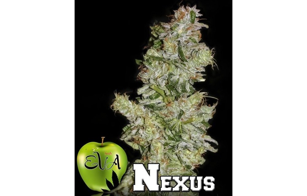 Nexus Fem 5 pk