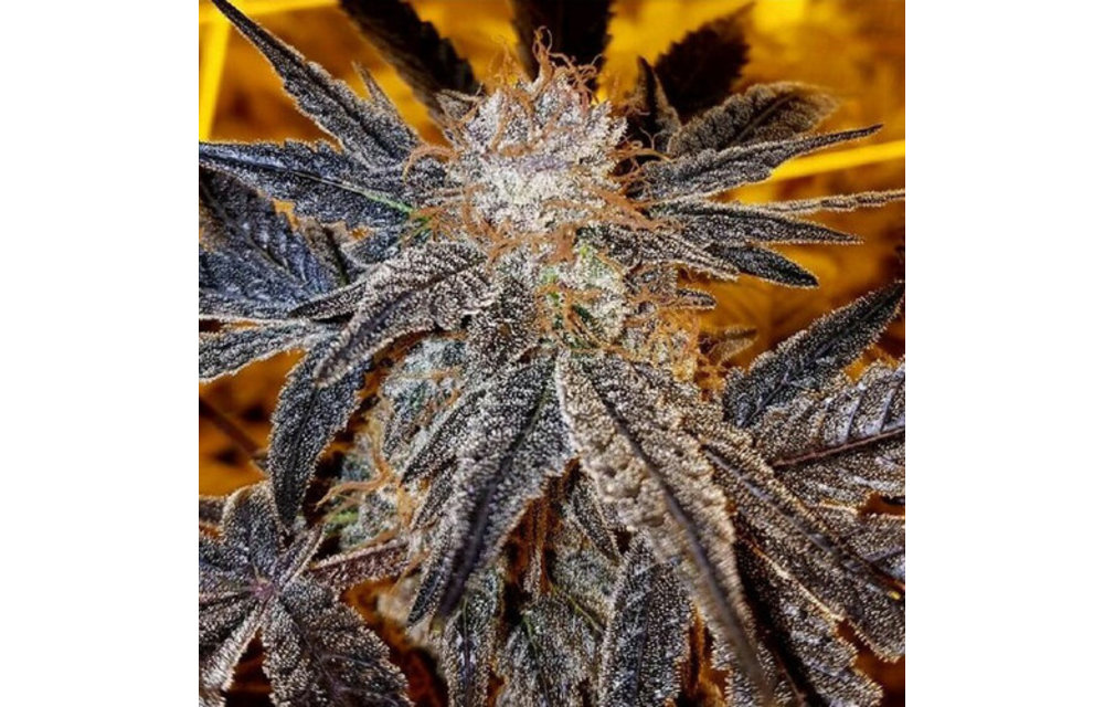 Citrus Farmer F2 Reg 12 pk