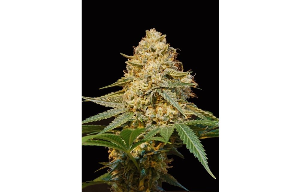 Silver LA Fem 6 pk
