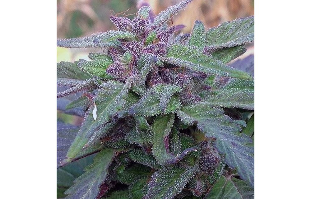 Blueberry F5 Reg 13 pk w/ 4 Flo Freebies