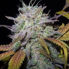 Products tagged with Kush
